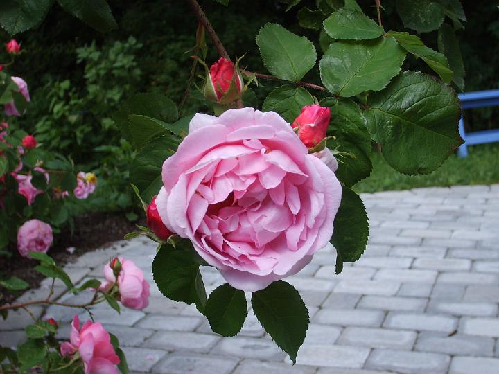 Constance Spry.JPG - CONSTANCE SPRY (Ausfirst, Austin 1961). Uppkallad efter en känd engelsk florist som verkade i 1900-talets början

Den första Engelska Rosen. En enastående buskros som även kan användas som klätterros. Den är en korsning av den underbara lilla Gallicarosen 'Belle Isis' och tehybriden 'Dainty Maid'. Den har stora, tätt fyllda blommor av gammaldagsros karaktär, först lite tillplattat bollformade, sedan skålformad. Klasar med upp till 10 blommor kan förekomma och den blommor mycket rikligt från slutet av juni till slutet av juli. Blommorna är mättat rosafärgade med en djupare ton vid basen av kronbladen. Doften är stark och påminner om körvel - 'Constance Spry' var den ros som introducerade körveldoften i Austins rossortiment. . Storlek: 1.8 x2.1m. Zon IV.